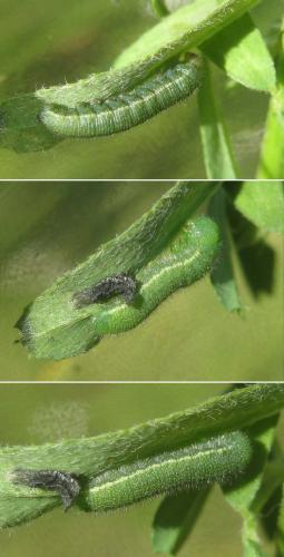 Colias hyale